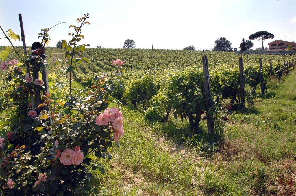 Agriturismo Buon Riposo - Country Resort In The Heart Of Tuscany San Giovanni a Corazzano Экстерьер фото